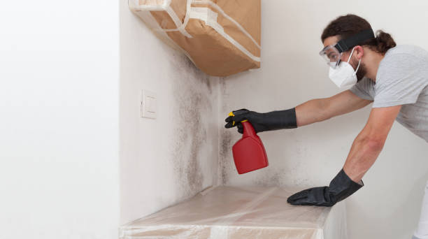 Professional Black Mold Removal technician working in Greenville, NY